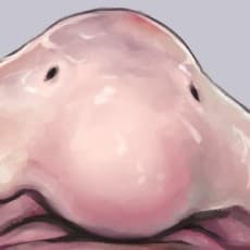 Nujima
